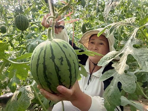 礼品小吊瓜今日价格,品味健康，尽享优惠时光”