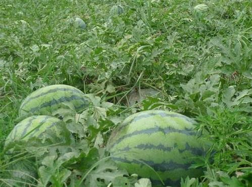 豆瓣自由吃瓜基地全是黑,揭秘网络舆论场的黑白真相