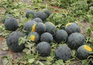 豆瓣自由吃瓜基地全是黑,揭秘网络舆论场的黑白真相