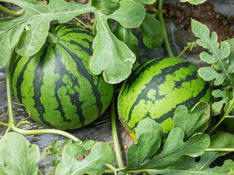 银川麒麟瓜今日最新价格,价格行情一览”