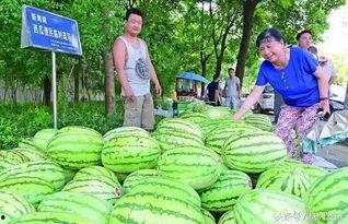 今日头条采访卖瓜,揭秘卖瓜小贩的日常与智慧