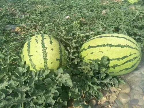 宁夏硒砂瓜今日价,今日市场行情一览，品质佳价优引关注”