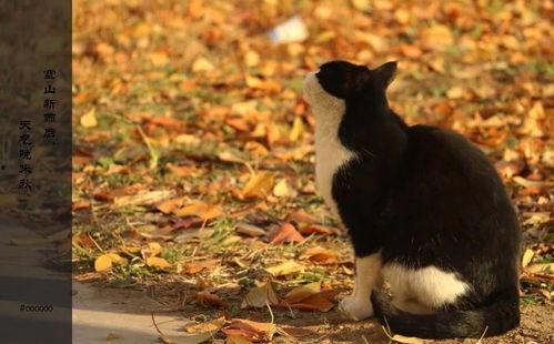 黑贝贝宁瓜今日价格,市场行情实时解析”