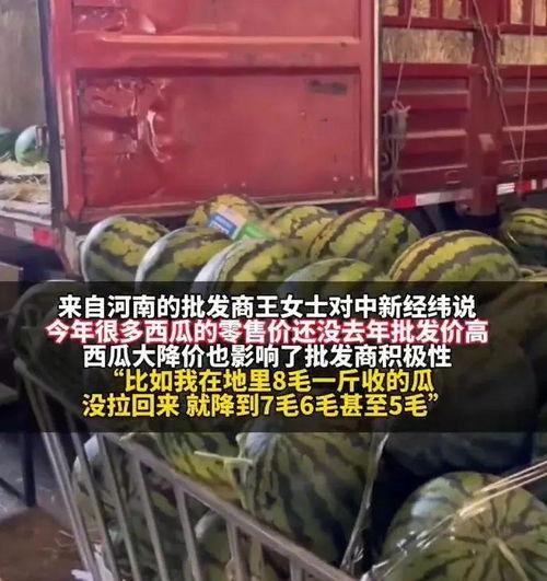 惠州毛瓜价格今日行情,波动中寻求平衡