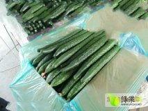 惠州毛瓜价格今日行情,波动中寻求平衡