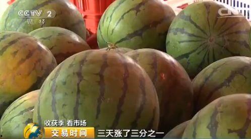 惠州毛瓜价格今日行情,波动中寻求平衡