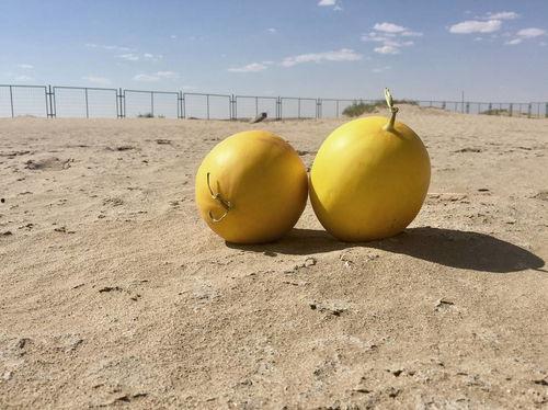 民勤沙漠蜜瓜热门视频,沙漠中的甜蜜奇迹，视频揭秘种植奥秘