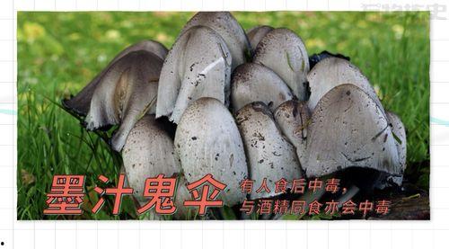 17c吃瓜黑蘑菇免费爆料,揭秘娱乐圈不为人知的秘密