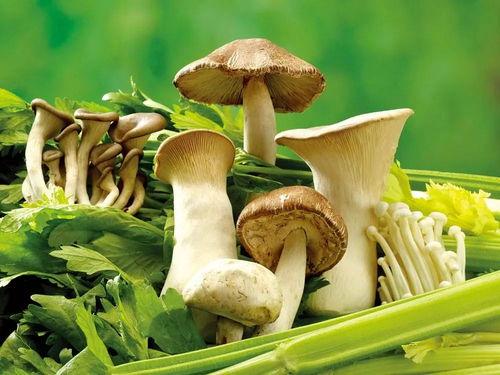 17c吃瓜黑蘑菇免费爆料,揭秘娱乐圈不为人知的秘密