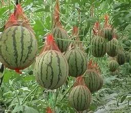 句容近期热门吃瓜事件新闻,最新热门吃瓜事件，真相揭秘！