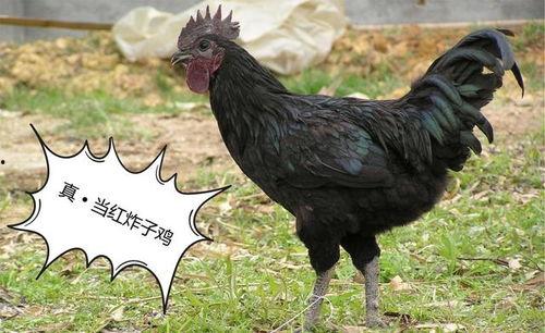 黑守瓜能给鸡吃吗怎么吃,鸡的美食新选择，烹饪方法大揭秘