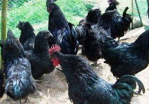 黑守瓜能给鸡吃吗怎么吃,鸡的美食新选择，烹饪方法大揭秘