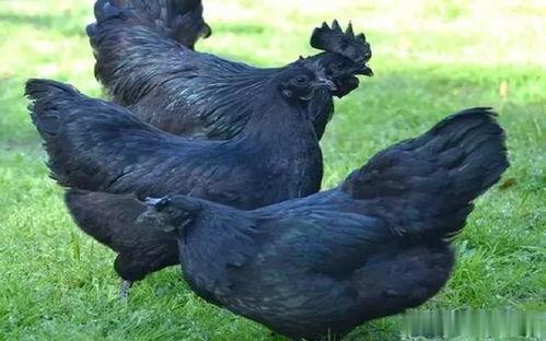 黑守瓜能给鸡吃吗怎么吃,鸡的美食新选择，烹饪方法大揭秘