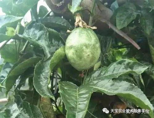 朝阳区热门大瓜,揭秘热门大瓜背后的真相