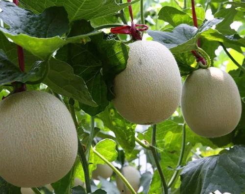 海阳网瓜价格今日价,价格行情一览