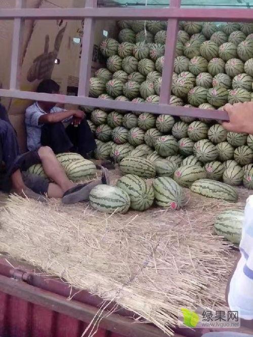 呼和浩特麒麟瓜今日价格,价格行情一览”