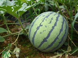 呼和浩特麒麟瓜今日价格,价格行情一览”