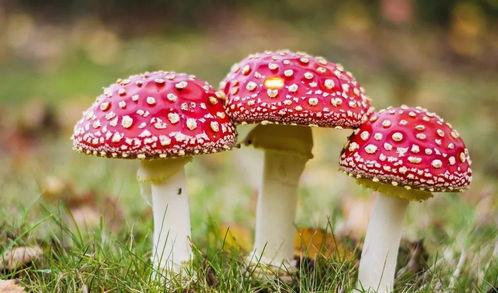 吃瓜爆料黑料蘑菇视频网站,蘑菇视频网站黑料大曝光