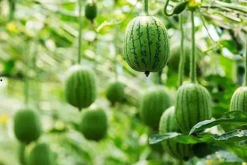 热门吃瓜第一页,热点事件背后的真相与笑料