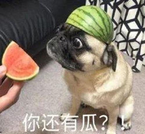 黑犬酱吃瓜