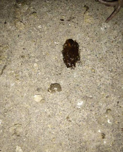 吃蜜瓜大便黑,蜜瓜摄入与大便颜色变化的奥秘解析