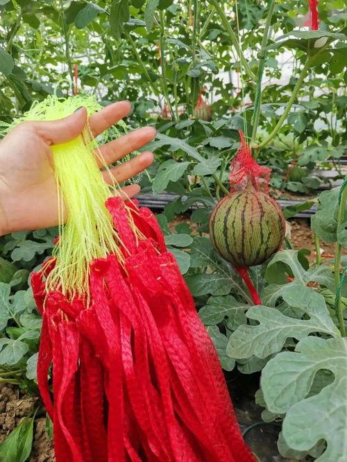 今日必吃的大瓜,揭秘娱乐圈最新猛料！