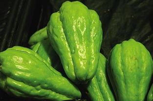 佛手瓜热门视频,热门视频带你领略田园风光与养生之道