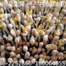 佛手瓜热门视频,热门视频带你领略田园风光与养生之道