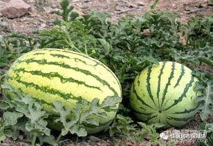 光霞石头瓜今日行情,涨跌波动，市场动态一览