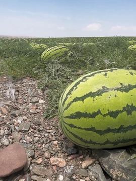 光霞石头瓜今日行情,涨跌波动，市场动态一览