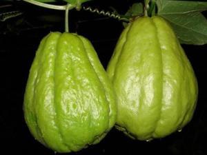 云南佛手瓜今日价格,市场行情稳中向好