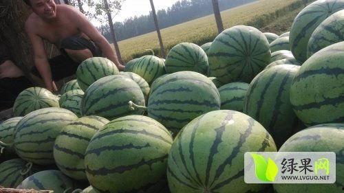 汶上近期热门吃瓜事件,揭秘近期热议的吃瓜事件真相