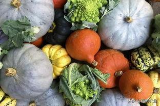 瓜茄今日价格行情,今日市场行情概览