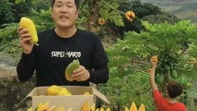 紫瓜里面的黑籽可以吃吗,揭秘可食用之谜