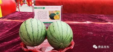 费县甜瓜二瓜今日价格,品质佳品，价格亲民，抢购正当时！”