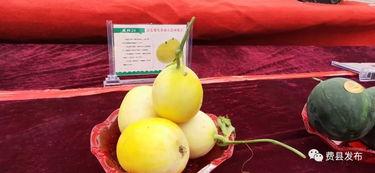 费县甜瓜二瓜今日价格,品质佳品，价格亲民，抢购正当时！”