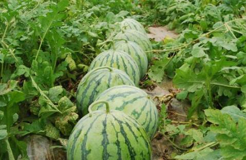 每日更新热门大瓜,新鲜资讯一网打尽