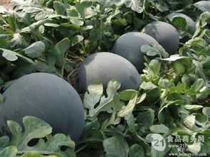 无籽瓜今日的价格,市场行情一览