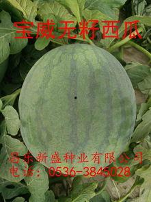 无籽瓜今日的价格,市场行情一览