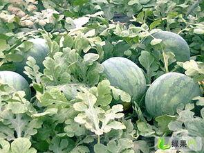 无籽瓜今日的价格,市场行情一览