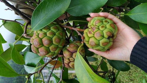 八月瓜热门歌曲在线听,旋律动人，情感共鸣