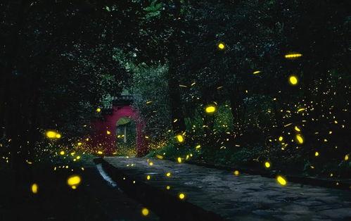 繁星闪烁吃瓜黑仔