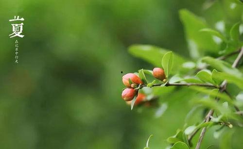 今日立夏吃瓜吗,瓜果飘香，共享夏日清凉时光