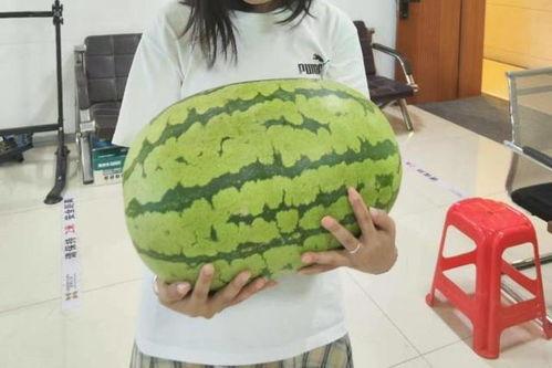 老汉瓜今日价格行情,今日市场动态一览