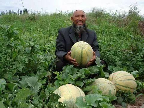 老汉瓜今日价格行情,今日市场动态一览