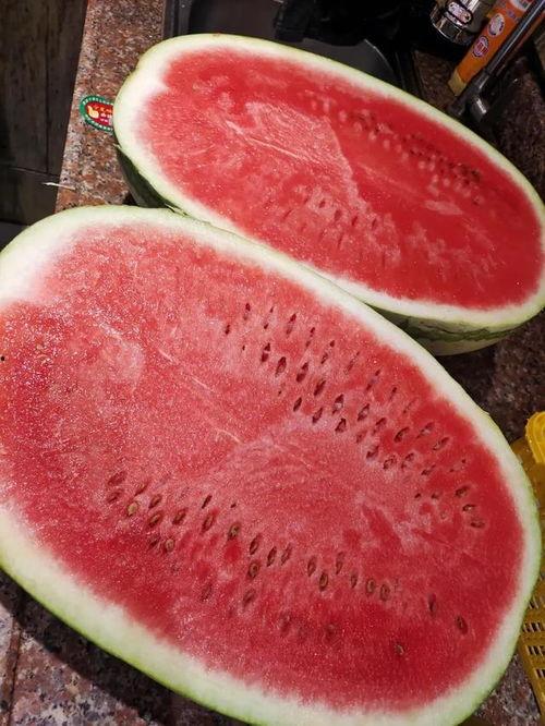 通海今日瓜价行情最新,今日瓜价波动，新鲜资讯速览