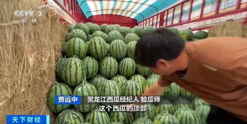 通海今日瓜价行情最新,今日瓜价波动，新鲜资讯速览