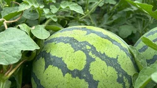 鉴定网络热门大瓜,真相与谣言的交织