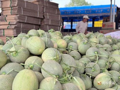 2024年蜜瓜今日行情,新鲜出炉，价格波动解析