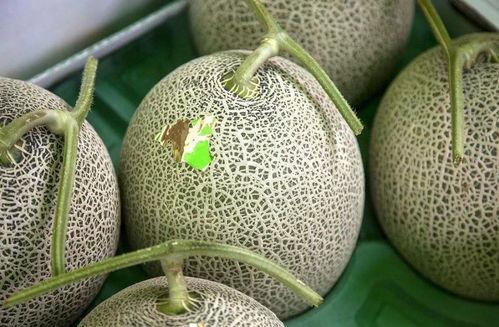 2024年蜜瓜今日行情,新鲜出炉，价格波动解析